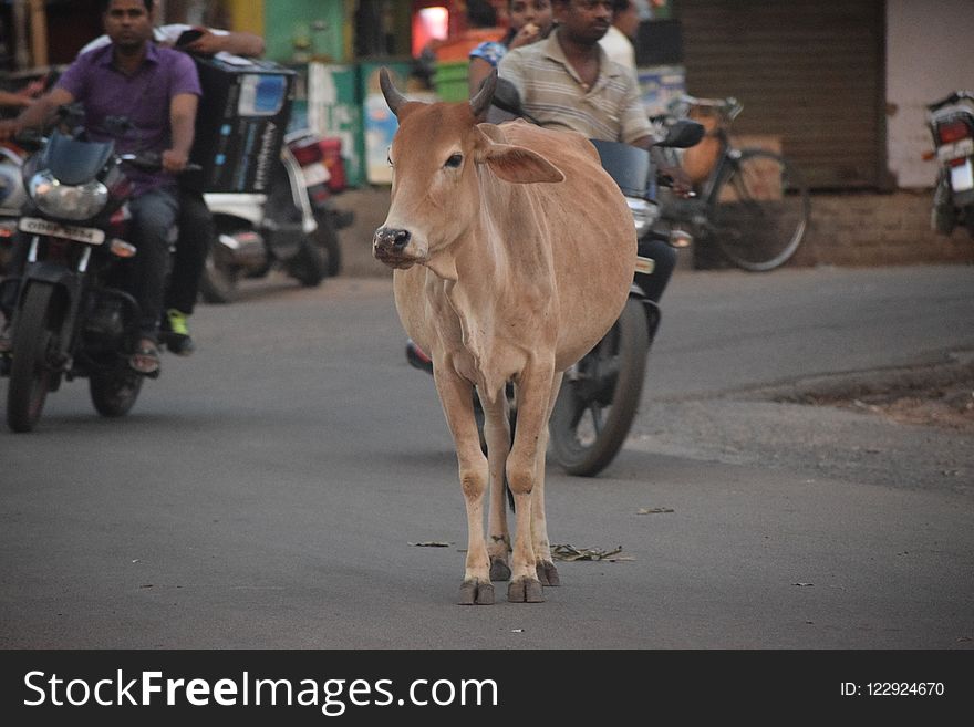 Cattle Like Mammal, Mode Of Transport, Vehicle, Oxcart