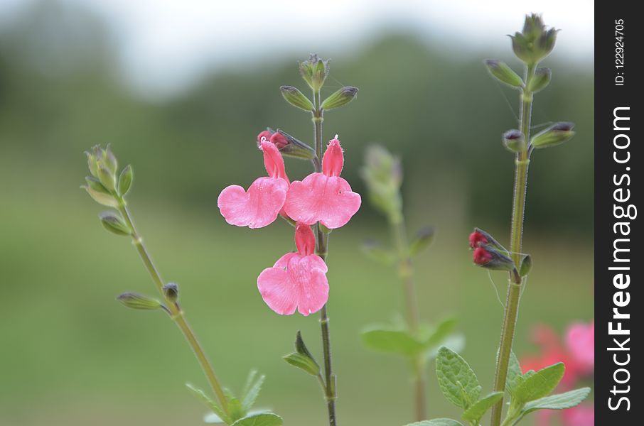 Flower, Plant, Flora, Flowering Plant