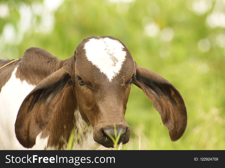 Goats, Fauna, Horn, Cow Goat Family