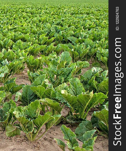 Vegetation, Agriculture, Leaf Vegetable, Plant
