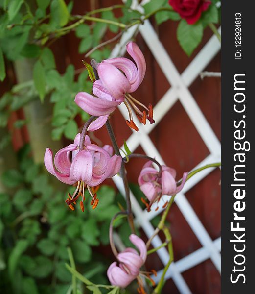 Flower, Plant, Flora, Pink