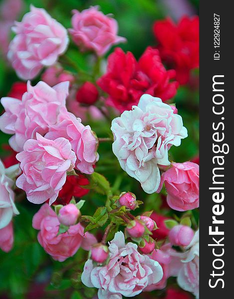 Flower, Pink, Rose Family, Plant