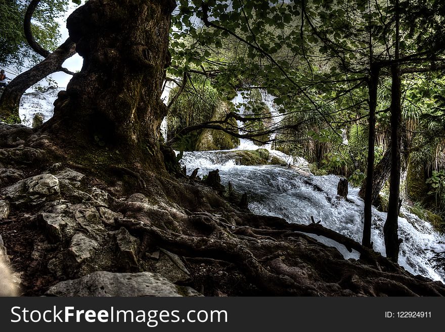 Nature, Tree, Water, Nature Reserve