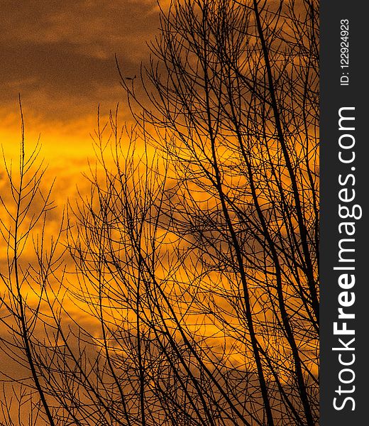 Sky, Branch, Sunrise, Tree