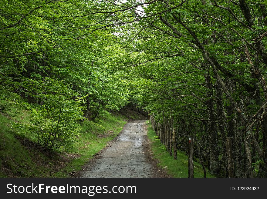 Vegetation, Woodland, Ecosystem, Nature Reserve