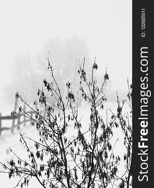 Branch, Black And White, Tree, Sky