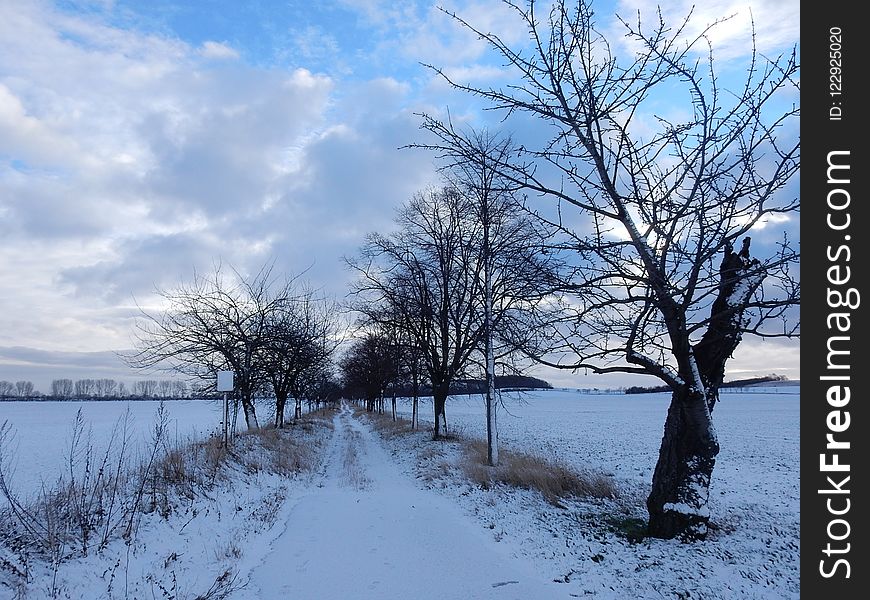 Snow, Winter, Sky, Tree