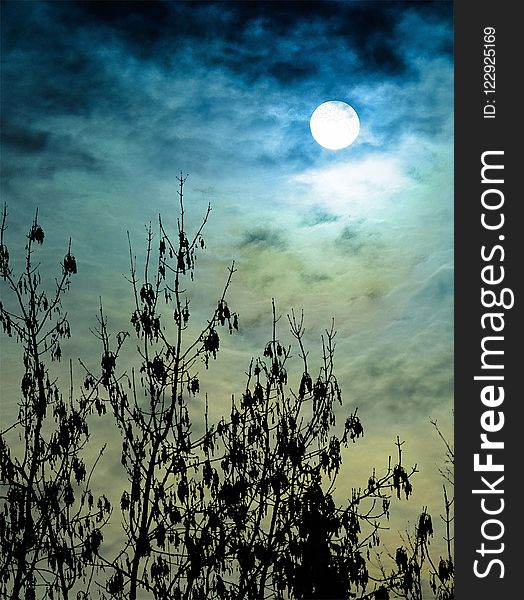 Sky, Nature, Cloud, Branch