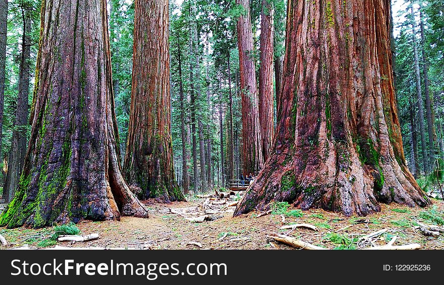 Tree, Ecosystem, Old Growth Forest, Forest