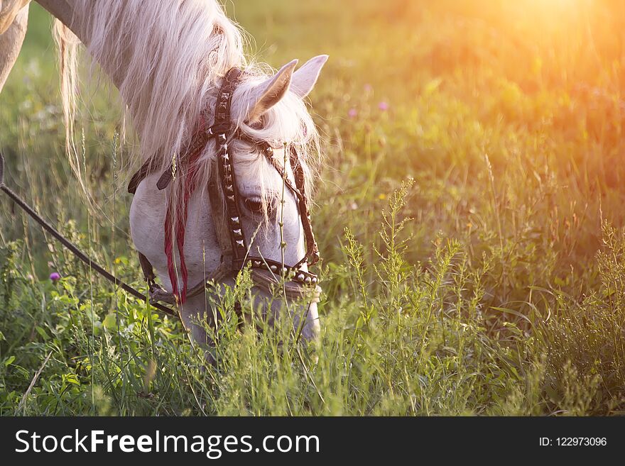 White Horse At Sunset In Summer