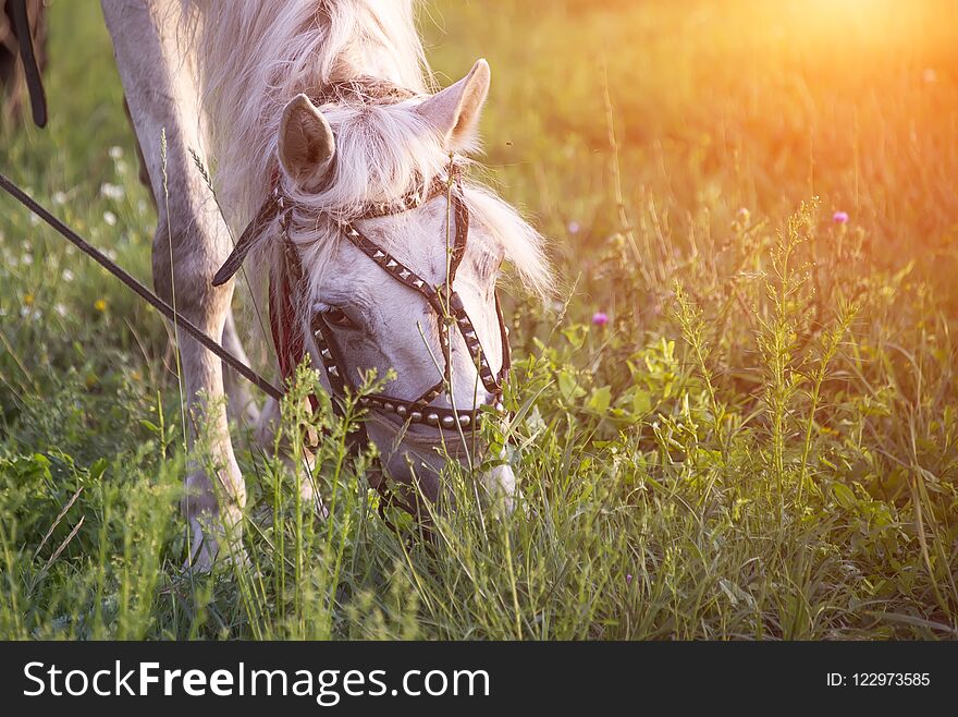 White horse at sunset in summer