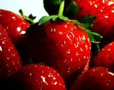 Strawberries Stock Photography