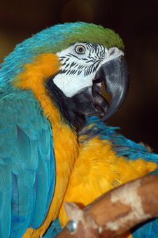 Colorful Macaw Parrots Royalty Free Stock Photo Colorful Macaw Parrots Royalty Free Stock Photo