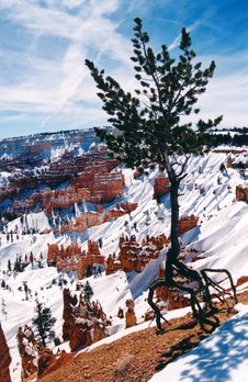 Lone Tree, Bryce Canyon, Utah Stock Photography