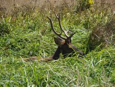 Hidden Elk Royalty Free Stock Photos Hidden Elk Royalty Free Stock Photos