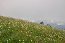 Flowery Mountain Meadow Stock Images Flowery Mountain Meadow Stock Images