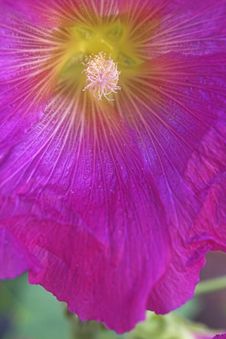 Pink Hollyhock Stock Images Pink Hollyhock Stock Images