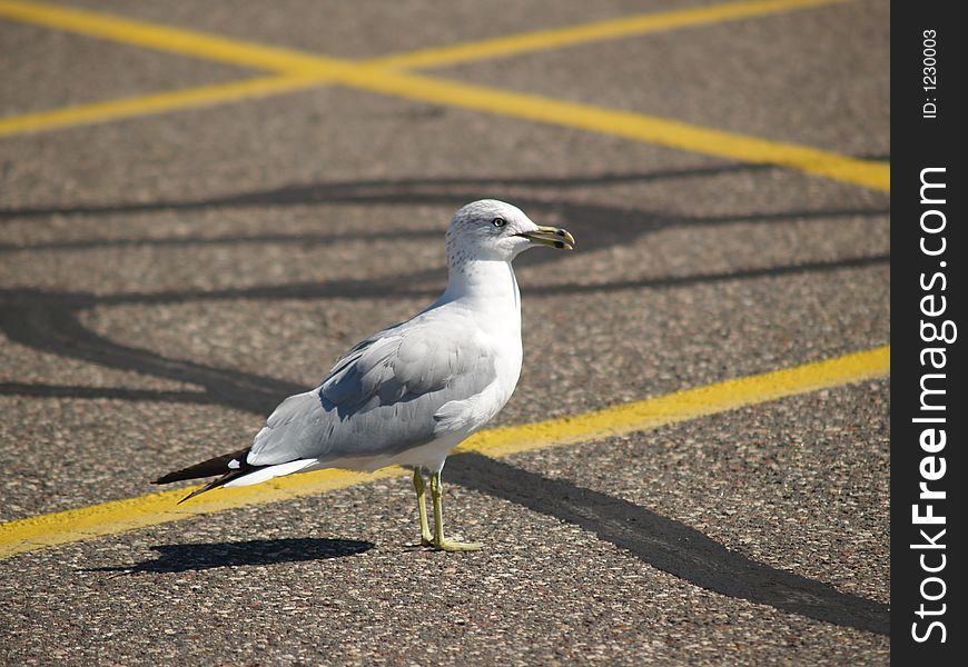 Sea bird, large web-footed white and gray sea bird with yellow beak. Sea bird, large web-footed white and gray sea bird with yellow beak