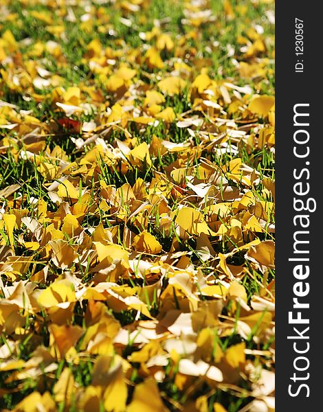 Yellow autumn leaves on grass