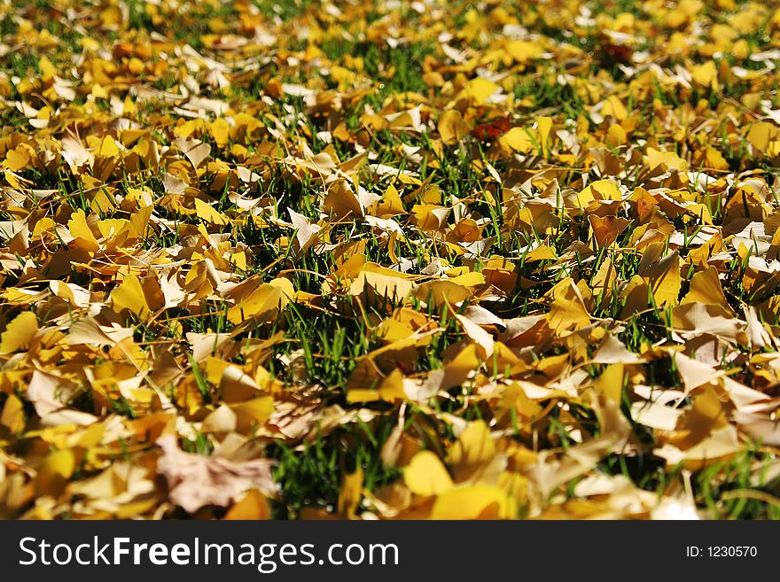 Yellow autumn leaves on grass