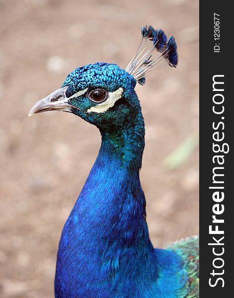 Closeup shot of a peacocks head