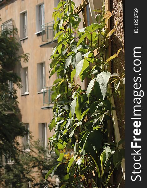 Green plant on a balcony