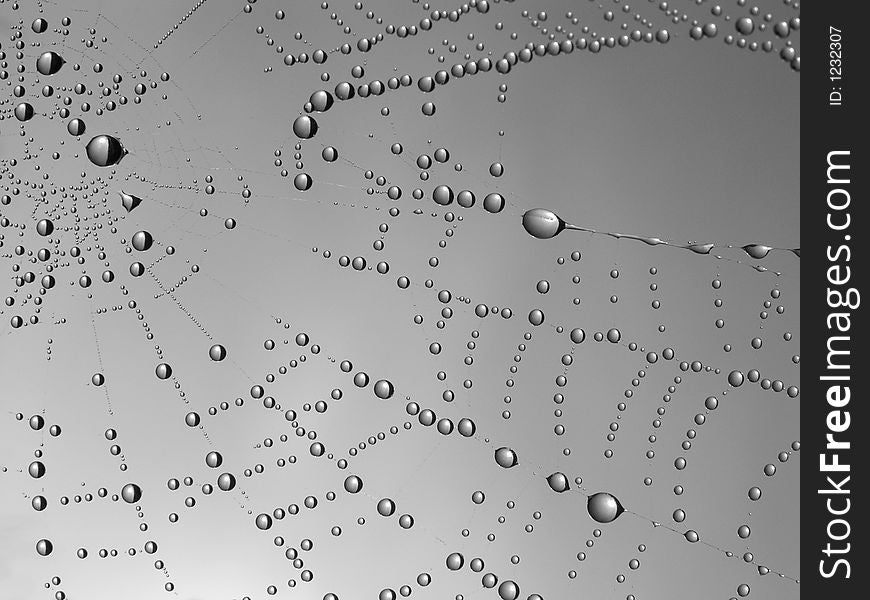 Necklace. Morning dew on a web.