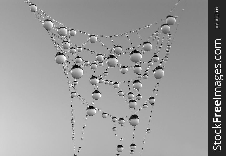 Necklace. Morning dew on a web.
