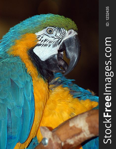 Colorful macaw parrots looking beautiful