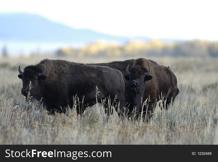 Buffalo standing in field outside Jackson, Wyoming