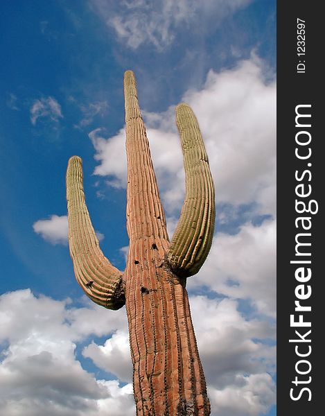 One Cactus Saguaro with blue sky and clouds in background