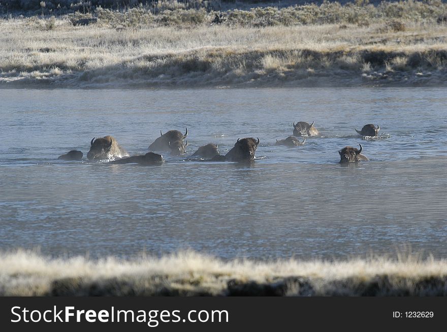 Buffalo swimming across river in Yellowstone