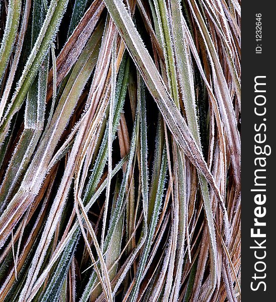 Hoarfrost Grass