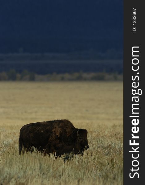 Buffalo standing in field outside Jackson, Wyoming