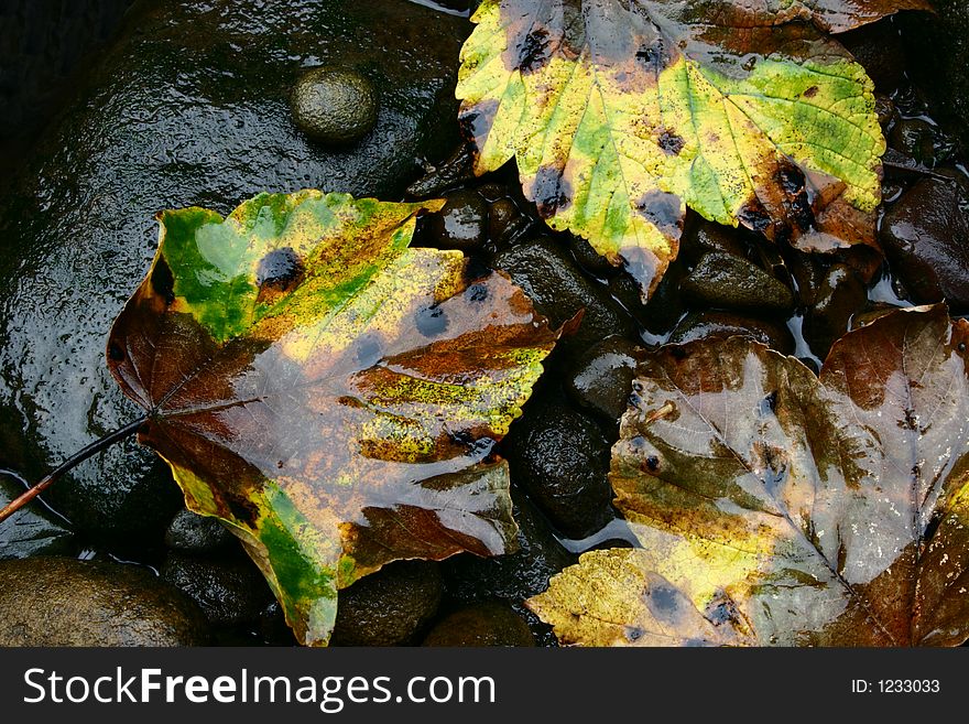 Wet fallen leaves on a rock. Wet fallen leaves on a rock