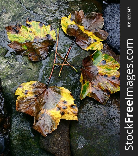 Wet fallen leaves on a rock. Wet fallen leaves on a rock