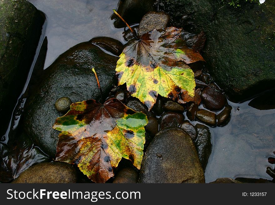 Leaves on rock