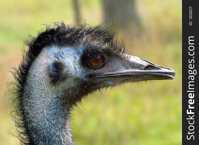 Nandu - Portrait of a Nandu