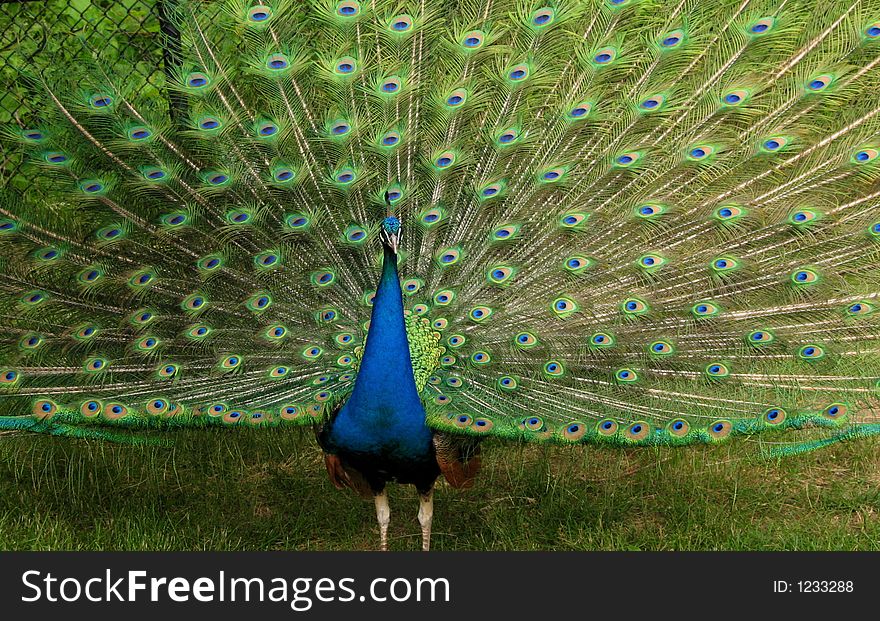 Peacock With Wing Spread