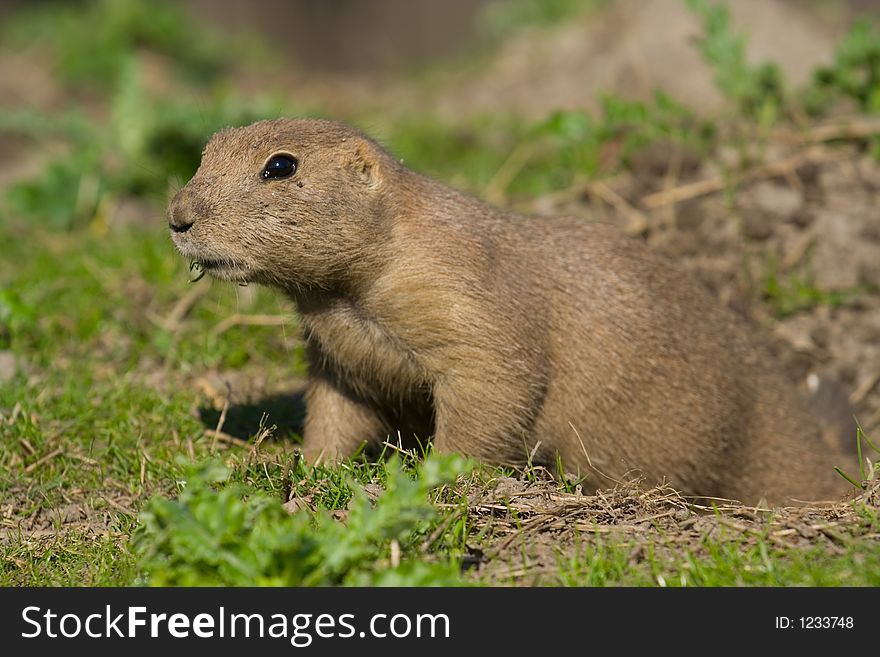 Animal, attention, awake, brown, cute, dig, dirt, dog, ground, mammal, miniature, nature, pose, prairie,  small, stare, tiny, whiskers, zoo. Animal, attention, awake, brown, cute, dig, dirt, dog, ground, mammal, miniature, nature, pose, prairie,  small, stare, tiny, whiskers, zoo