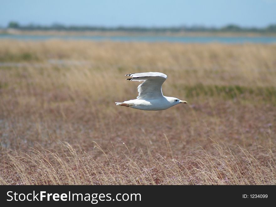 A seagull flying