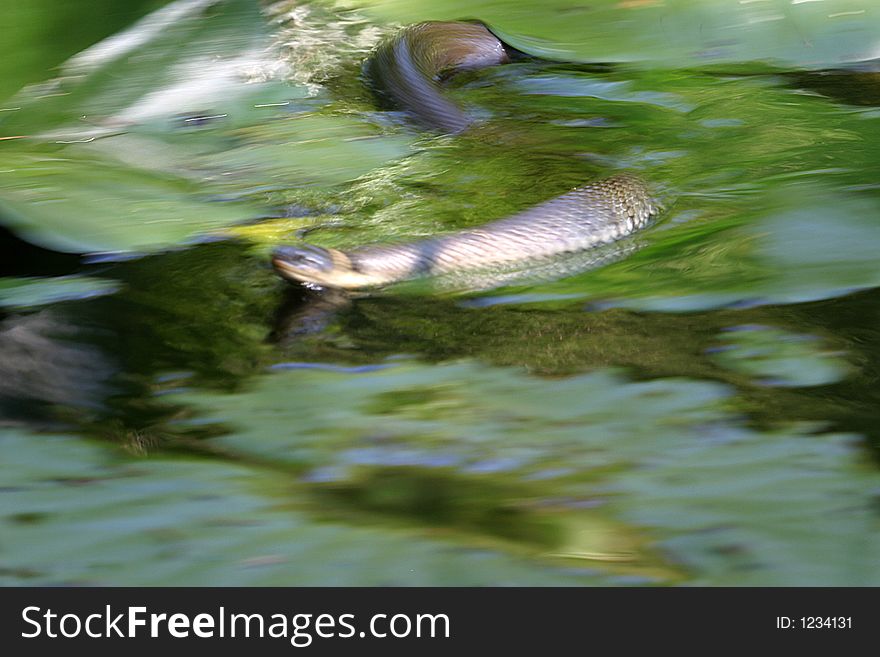 Grassed or ringed snake (Natrix Natrix) rushes at a frog through the water. Blur. Grassed or ringed snake (Natrix Natrix) rushes at a frog through the water. Blur.