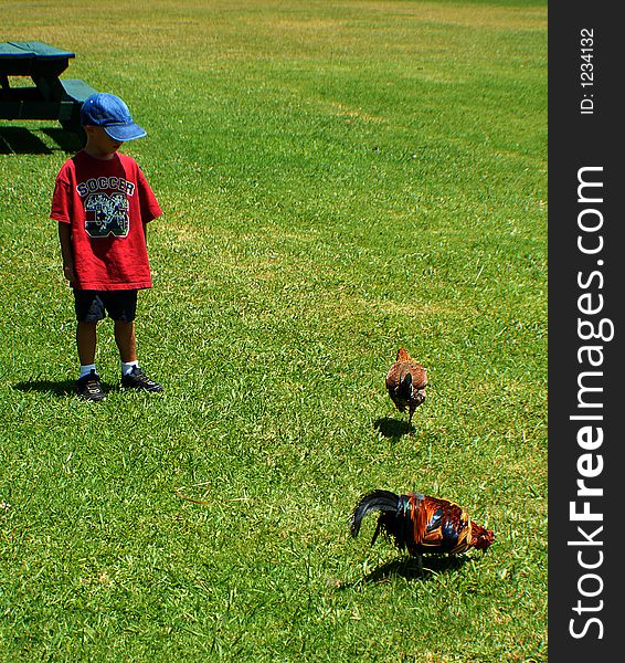 A boy is looking on the roosters. A boy is looking on the roosters