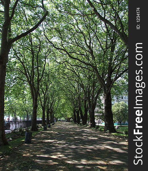 Trees growing in a park in London. Trees growing in a park in London.