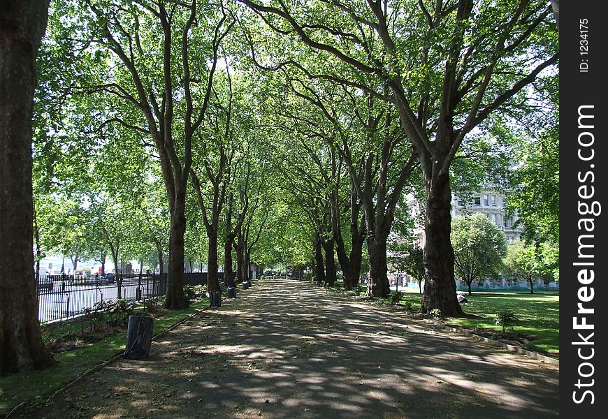 Trees growing in a park in London. Trees growing in a park in London.