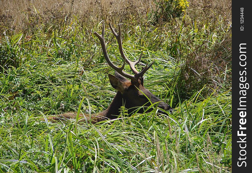 Elk hidden in long grasses. Elk hidden in long grasses