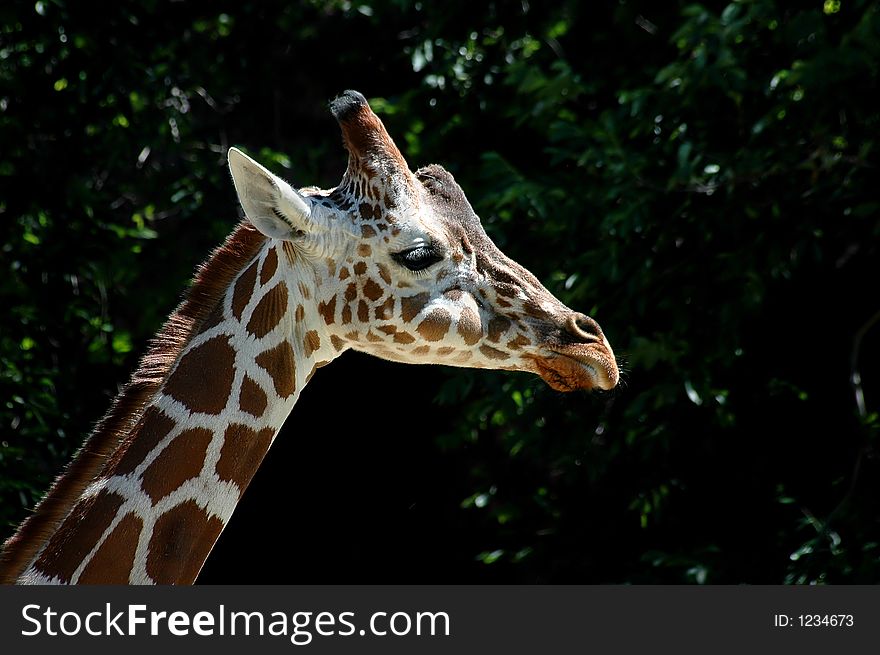 Close-up of giraffe head