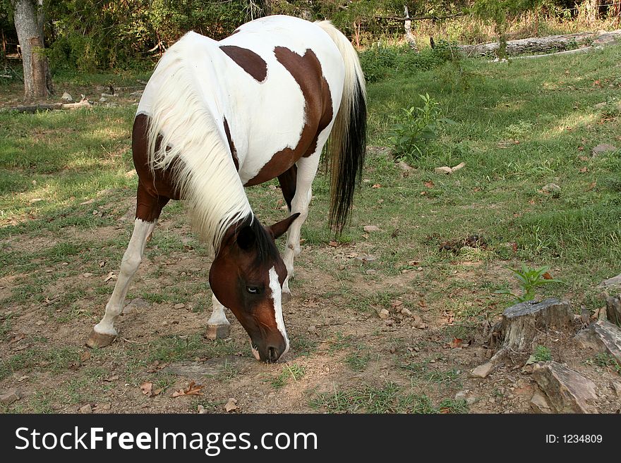 Pinto Arabian mare grazing in pasture. Pinto Arabian mare grazing in pasture