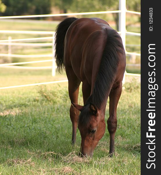 A young arabian filly grazing in pasture. A young arabian filly grazing in pasture