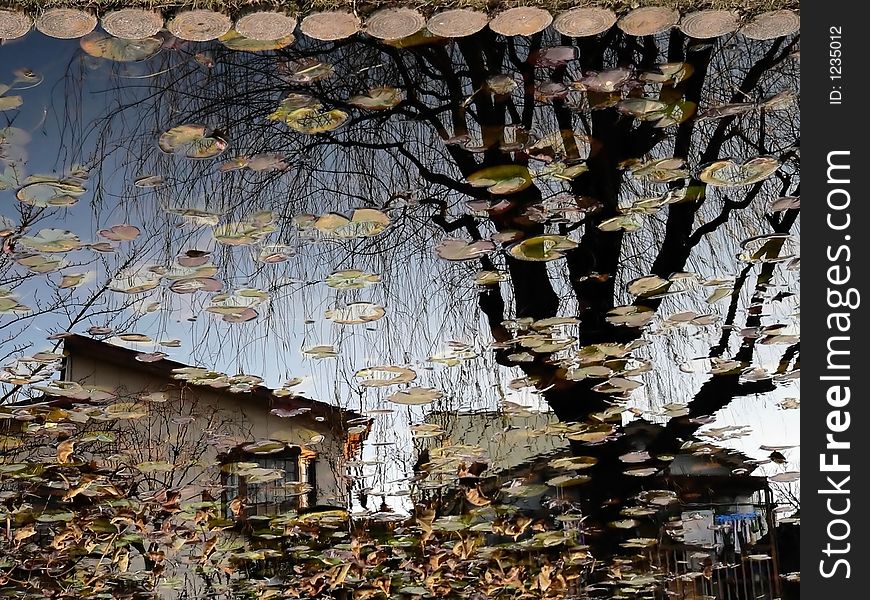 reflection in countryside pond, village house and autumnal tree, Japan. reflection in countryside pond, village house and autumnal tree, Japan